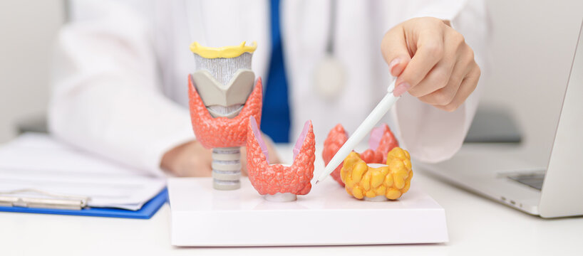 Doctor with human Thyroid anatomy model. Hyperthyroidism, Hypothyroidism, Hashimoto Thyroiditis, Thyroid Tumor and Cancer, Postpartum, Papillary Carcinoma and Health concept