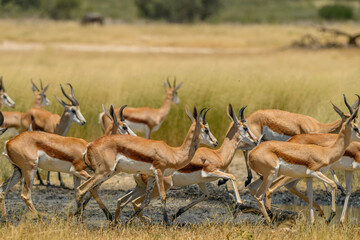 Fototapeta premium A herd of springbok running next to a waterhole, Kgalagadi transfrontier Park