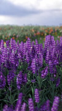 Purple lavender flowers sway gently in the warm breeze. These beautiful blossoms blanket the field, creating a stunning display against a backdrop of colorful wildflowers and a partly cloudy sky.