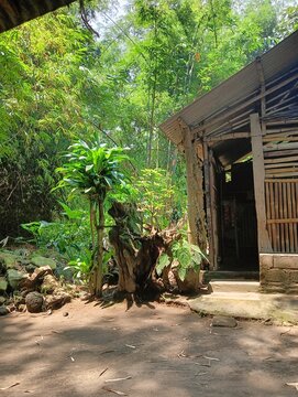Authentic traditional wooden house, known as Rumah Adat Cikondang, nestled in a lush, natural environment in West Java, Indonesia. This architectural heritage showcases sustainable bamboo construction