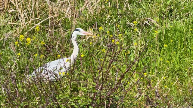 Grey Heron Standing in Tall Green Grass and Yellow Wildflowers