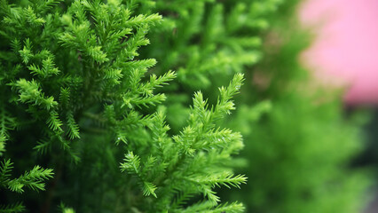 Fototapeta premium Fresh Green Plant Leaves Close Up View