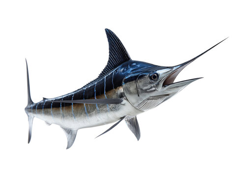 Realistic Swordfish Swimming in Clear Water