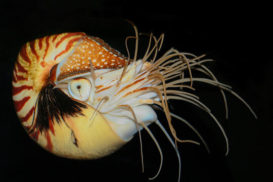 Nautilus Pompilius