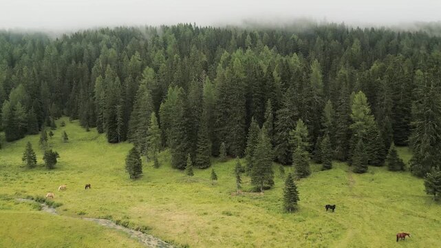 Aerial panoramic view Haflinger horses grazing in misty alpine meadow. Golden chestnut horses with blonde manes below jagged Dolomites peaks. Scenic mountain pasture in South Tyrol, Italy