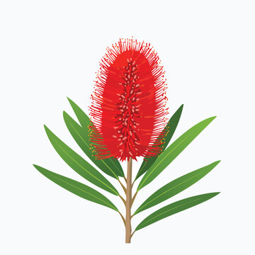 Vibrant red bottlebrush flower vector illustration on white background