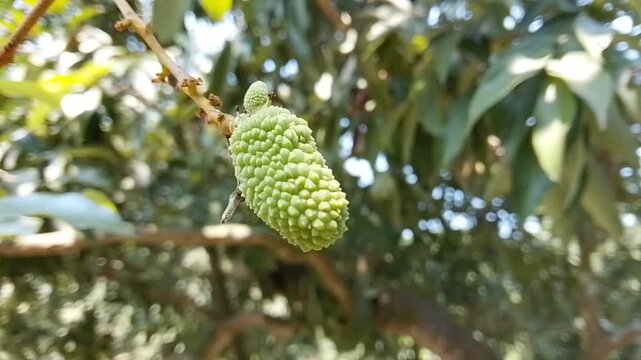 Close-up of ripe green lychee fruit hanging peacefully on a tree branch in a tropical garden