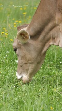 young brown cow grazing in slow motion, early spring on green pasture in slovenia, vertical shot