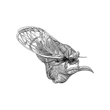 Retro engraving style cicada insect illustration