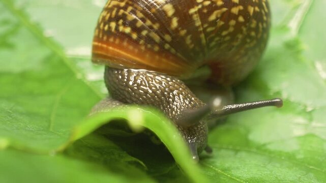 Copse snail (Arianta arbustorum) crawling on leaf &ndash; detailed close-up of pulmonate land snail in natural habitat