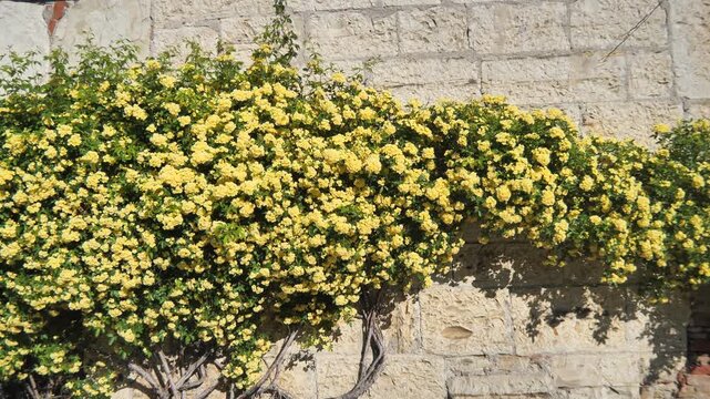 Rosa Banksiae Lutea in vaso Rosa Banksiana yellow Fragrante Rambler