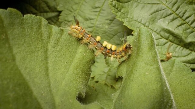 Rusty tussock moth (Orgyia antiqua)  larva crawling on leaf, detailed macro.
