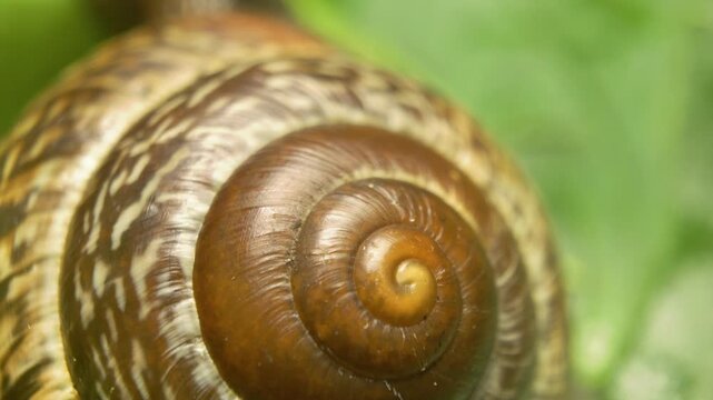 Macro close-up of copse snail (Arianta arbustorum) shell on leaf surface