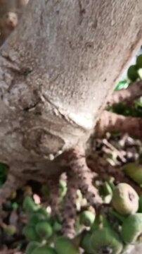Clusters of green unripe fig fruits growing directly from the tree trunk: For botanical encyclopedias, tropical gardening blogs, or agricultural research videos.