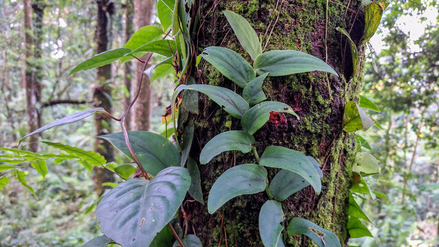 Lush green tropical vine climbing on a mossy tree trunk in a rainforest environment, Close-up of a wild aroid plant