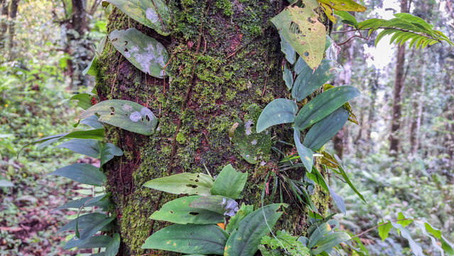 Lush green tropical vine climbing on a mossy tree trunk in a rainforest environment, Close-up of a wild aroid plant
