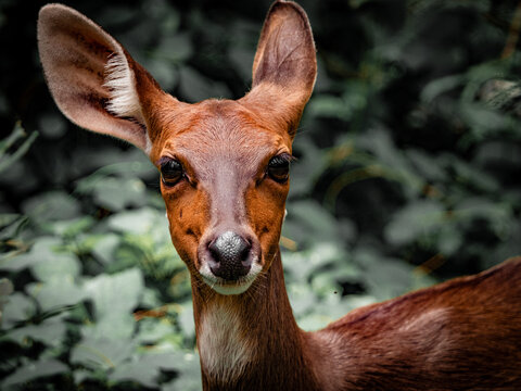 Female bushbuck looking at camera in dense vegetation South Africa