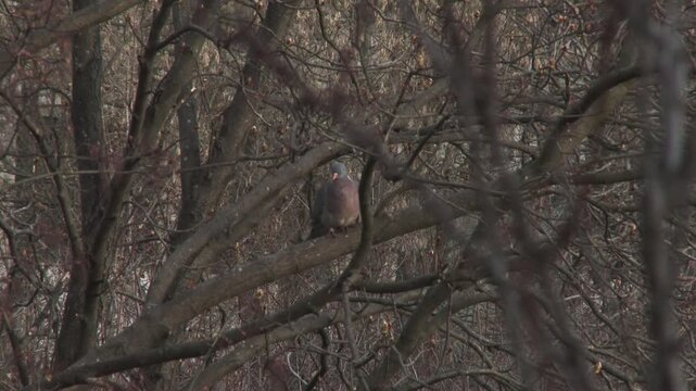 Common wood pigeon (Columba palumbus) sitting on a tree among dense branches in the forest
