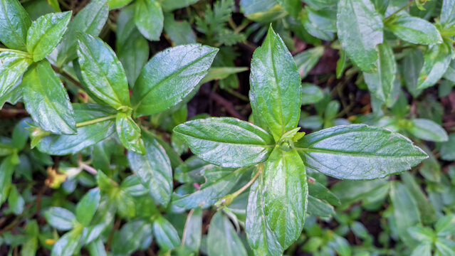Buttonweed Leaves Close Up, Fresh Green Tropical Plant in Natural Background