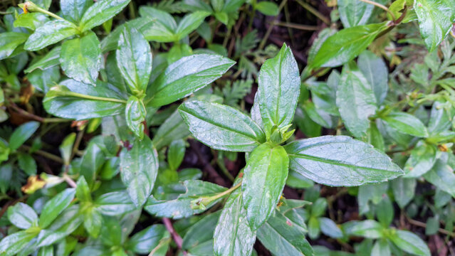 Buttonweed Leaves Close Up, Fresh Green Tropical Plant in Natural Background