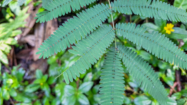 Mimosa pudica (sensitive plant) foliage in natural environment a unique botanical specimen, wild green Mimosa pudica leaves in the natural habitat 