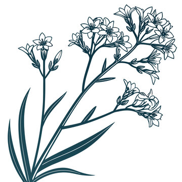 statice limonium perezii