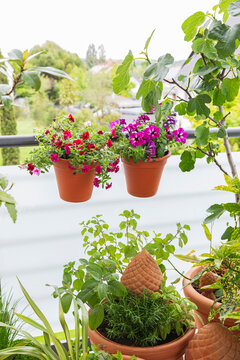 Urban balcony garden with flowers and herbs in terracotta pots