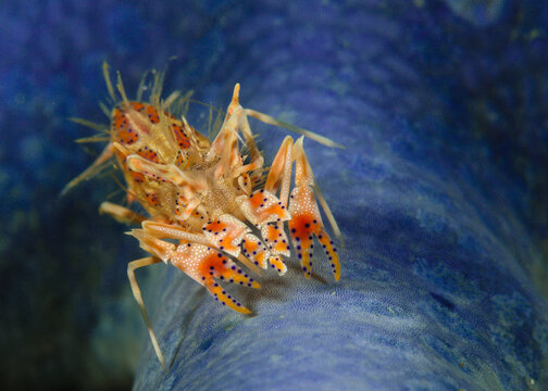 Spiny tiger shrimp close up underwater in Lembeh Strait Indonesia