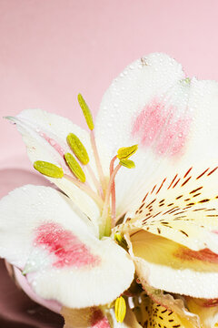Macro of alstroemeria peruvian lily flower with dewdrops and pink petals