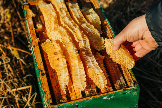 Hand harvesting fresh honeycomb from wooden bee hive outdoors
