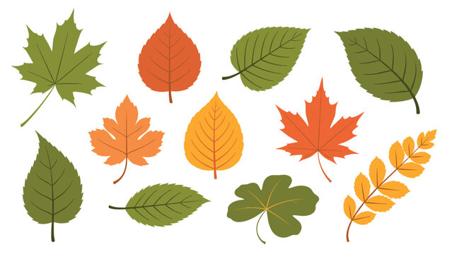 Collection of twelve various autumn leaves in warm colors like red orange and yellow on a white background.
