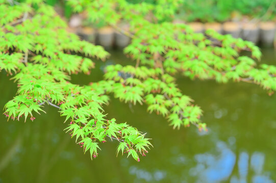 Green maple leaves gently swaying with pond and walkway background
