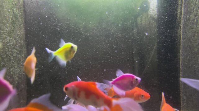 Aquarium with small colorful fish in shades of yellow, orange, pink, red, and white swimming near the bottom. Greenish hue from lighting and algae adds texture to the tank walls.