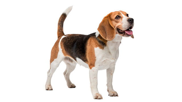 Beagle dog stands on transparent background cut out