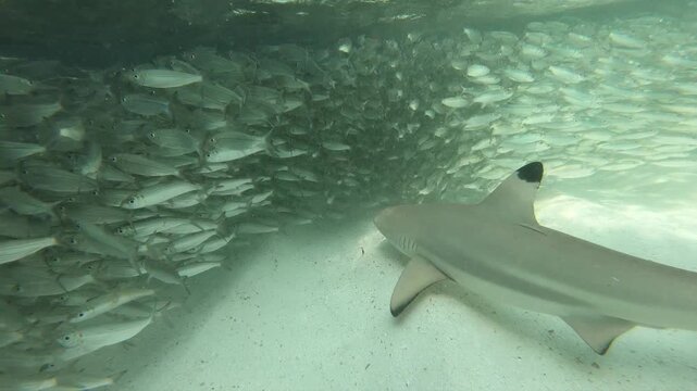 A blacktip shark is hunting among school fish in the Indian Ocean, Maldives