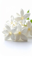 Fototapeta premium Delicate White Jasmine Flowers with Green Leaves on a White Background Studio Lighting