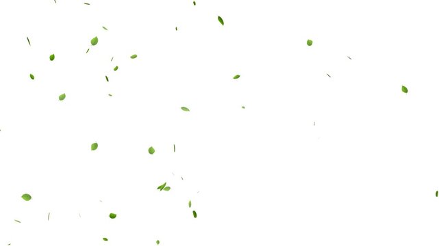 falling green leaves on alpha channel, 4k loopable overlay. natural green leaf falling, organic leaves floating animation on white background.