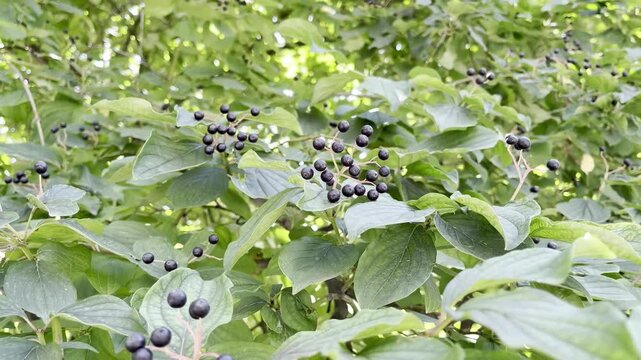 Cornus sanguinea (common dogwood, bloody dogwood) plant with black fruits and green leaves