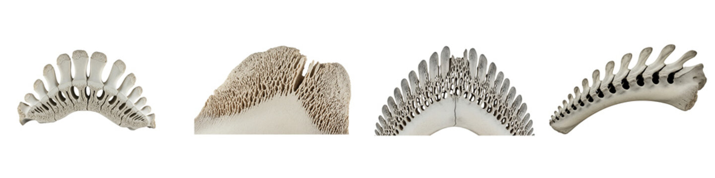 Collection of animal bone cross sections showing porous internal texture
