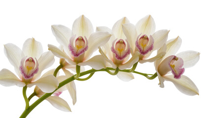 Delicate creamy white cymbidium orchid flowers with pink centers, isolated on transparent background