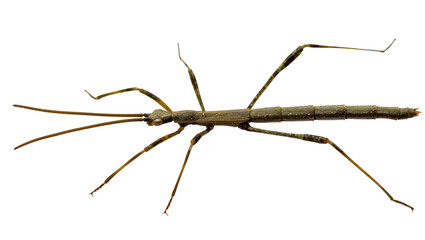Long brown stick insect with segmented body and long antennae, isolated on transparent background © Cristian