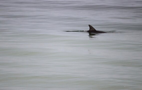 Wild dolphins on a rainy day in Lacepede Bay, Kingston S.E, South Australia