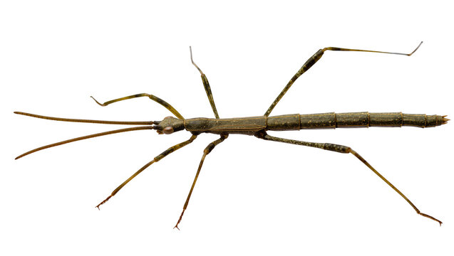 Long brown stick insect with segmented body and long antennae, isolated on transparent background