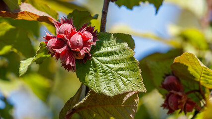 Fototapeta premium Red flowering hazelnut cluster amid lush green foliage