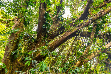 Fototapeta premium Wide view of tropical ficus tree with roots in jungle.