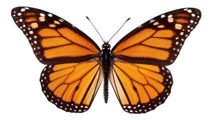 Monarch butterfly with orange and black wings, isolated on transparent background © Cristian