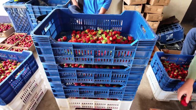tilt down revealing a high column of industrial blue and white boxes packed with ripe strawberries at a wholesale agricultural facility.