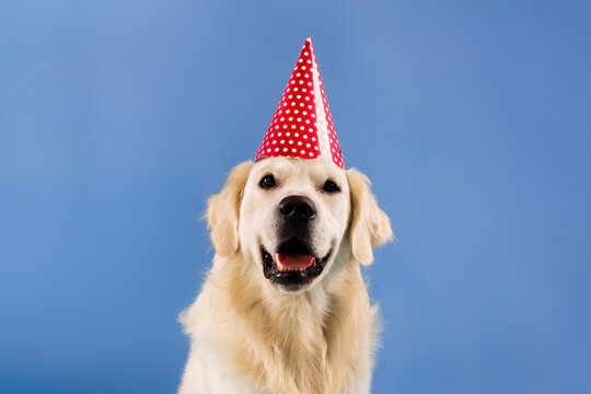 A golden retriever is wearing a red party hat with white polka dots. The dog is positioned against a blue background. It looks happy and ready for a celebration.