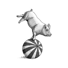 Vintage engraving illustration of a circus pig balancing on a striped ball © satrio