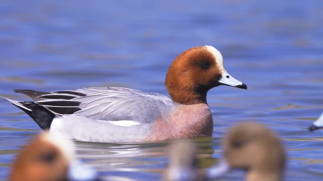 大きな声で元気に鳴くヒドリガモ
